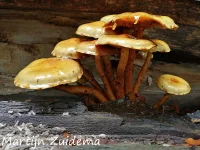 Goudvliesbundelzwam [Pholiota adiposa]
